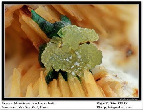 Mimetite on malachite on Barite
Mas Dieu, Gard, France
fov 5 mm (Author: ploum)