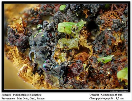 Pyromorphite  on Goethite
Mas Dieu, Gard, France
fov 3.5 mm (Author: ploum)