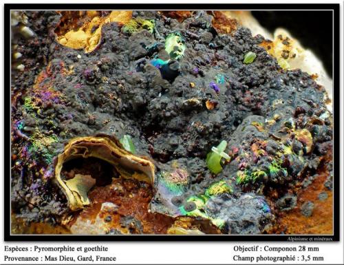 Pyromorphite  on Goethite
Mas Dieu, Gard, France
fov 3.5 mm (Author: ploum)