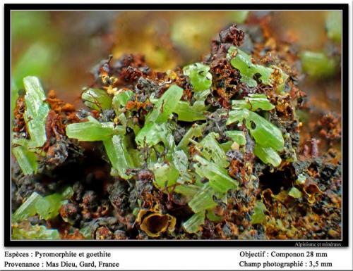 Pyromorphite  on Goethite
Mas Dieu, Gard, France
fov 3.5 mm (Author: ploum)