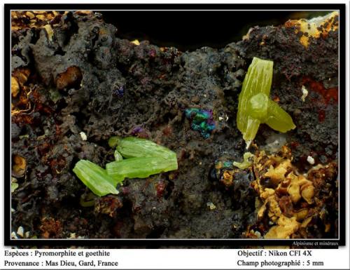 Pyromorphite and goethite
Mas Dieu, Gard, France
fov 5 mm (Author: ploum)