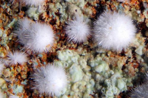 Posible aragonito (Sin analizar)
Pinar de Bédar, Almería, Andalucía, España.
Ancho de la foto: 2,3 mm (Autor: Juan Miguel)