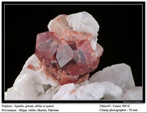 Apatite, garnet, albite, quartz
Shigar Valley, Skardu, Pakistan
fov 70 mm (Author: ploum)