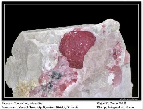 Tourmaline on microcline
Momeik, Burma
fov 50 mm (Author: ploum)