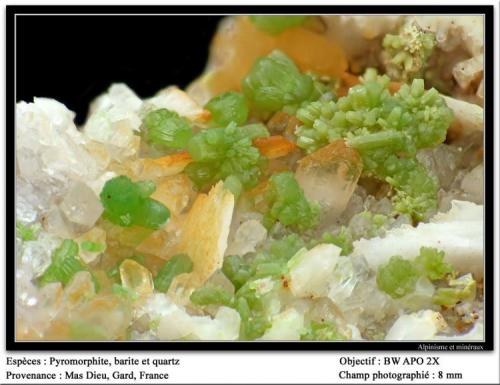 Pyromorphite on barite and quartz
Mas Dieu, Gard, France
fov 8 mm (Author: ploum)