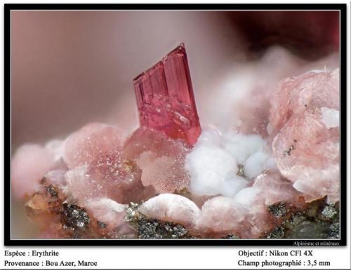 Erythrite
Bou Azer, Morocco
fov 3.5 mm (Author: ploum)