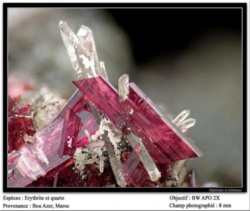 Erythrite with Quartz
Bou Azer, Morocco
fov 8 mm (Author: ploum)