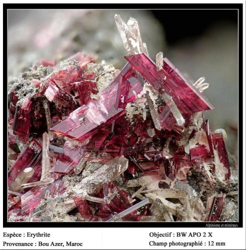 Erythrite with Quartz
Bou Azer, Morocco
FOV 12 mm (Author: ploum)