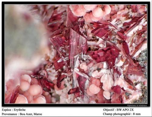 Erythrite
Bou Azer, Morocco
fov 8 mm (Author: ploum)