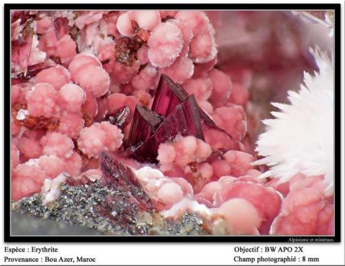 Erythrite
Bou Azer, Morocco
fov 8 mm (Author: ploum)