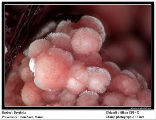 Erythrite
Bou Azer, Morocco
fov 3 mm (Author: ploum)