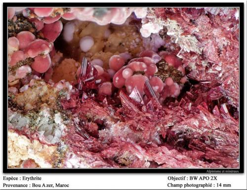 Erythrite
Bou Azer, Maroc
fov 14 mm (Author: ploum)