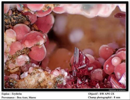 Erythrite
Bou Azer, Maroc
fov 8 mm (Author: ploum)