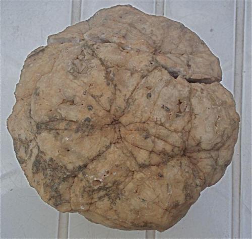 Geoda de cuarzo
Alrededores de Bucraa, Región de Saguia el Hamra, Sahara Occidental, Marruecos.
Diámetro mayor 15 cm (Autor: María Jesús M.)