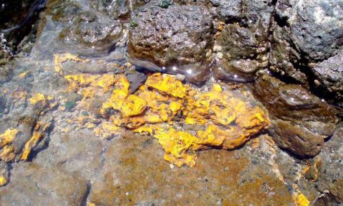 limonita sobre basalto<br />Playa de La Caleta, Agaete, Gran Canaria, Provincia de Las Palmas, Canarias, España<br />Ancho de imagen 35 cm<br /> (Autor: María Jesús M.)