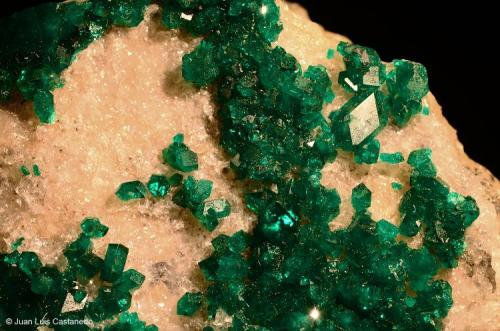 Dioptasa. 
Altyn Tyube deposit. Kirghiz steppes. Karaghandy province. Kazakhstan. 
9x5 cm. Cristal mayor 0.8 cm (Autor: Juan Luis Castanedo)