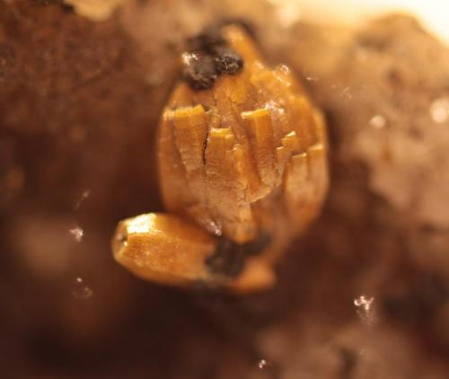 Mimetite variety Campylite
Dry Gill Mine, Caldbeck Fells, North and Western Region, Cumbria, England, UK
3,8 X 2,0 X 2,9 cm, (Cristal size - 1,0 X 0,7 cm) (Author: silvio steinhaus)