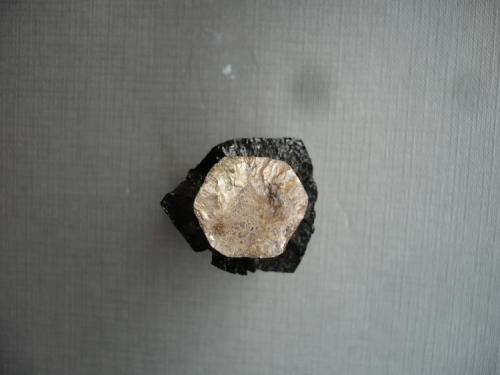 Mica Lepidolita bañada por turmalina chorlo
Maira Mine, Alto Ligonha, Mozambique
5,5x3x3 cm
Planta (Autor: Pep Gorgas)