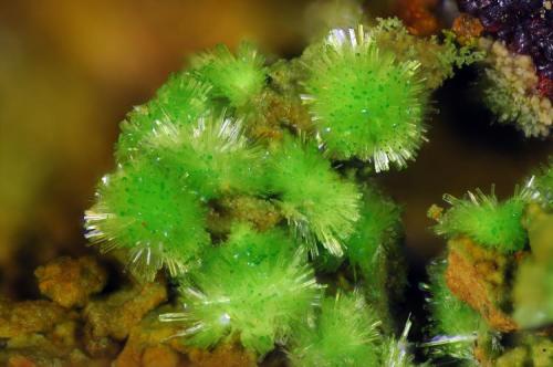 Arthurita.
Mina María Josefa, Rodalquilar, Nijar, Almería, Andalucía, España.
Ancho de la foto 2 mm. (Autor: Juan Miguel)