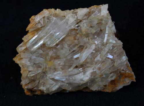 Celestina<br />Lagunas de Rabasa, Alicante/Alacant, Comarca Campo de Alicante, Alicante / Alacant, Comunidad Valenciana / Comunitat Valenciana, España<br />6 x 4,5 cm.<br /> (Autor: Pedro Antonio)