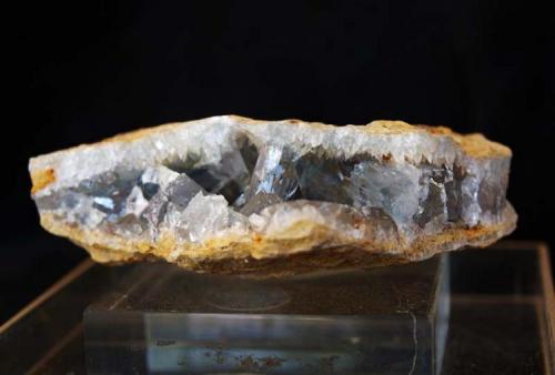 Celestina<br />Lagunas de Rabasa, Alicante/Alacant, Comarca Campo de Alicante, Alicante / Alacant, Comunidad Valenciana / Comunitat Valenciana, España<br />7,5 x 2,5 cm<br /> (Autor: Pedro Antonio)