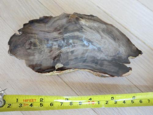 Quartz var. Petrified wood
Medora, North Dakota, USA
16 x 9 cm
Conifer from the Taxodiaceae family, Fort Union formation.  From a ranch in the badlands.  It doesn’t look like it, but this is a cross-sectional slice through a tree limb. (Author: Tracy)