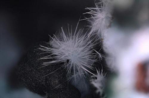 Auricalcita.
Benahadux, Almería, Andalucía, España.
Fov 3 mm. (Autor: Juan Miguel)