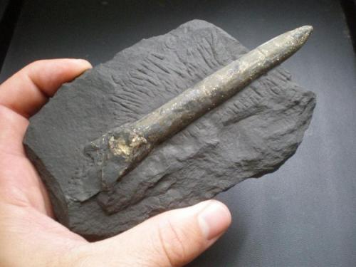 Belemnite piritizado
Reinosa (obras de la autovia), Cantabria, España
fósil de 11 cm (Autor: PabloR)