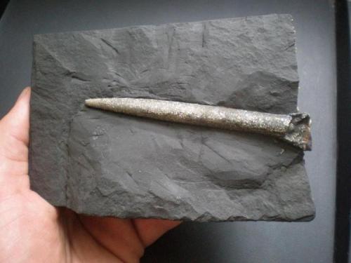 Belemnite piritizado
Reinosa (obras de la autovia), Cantabria, España
fósil de 9 cm (Autor: PabloR)