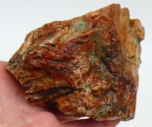 Agate
Biggs/Owyhee area, Oregon, USA
4.75"x3.25"x2.5"  1.2lb. (Author: paulybrina)