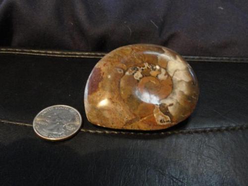 Ammonite
Morocco
5.2 cm x 5.1 cm (Author: trtlman)