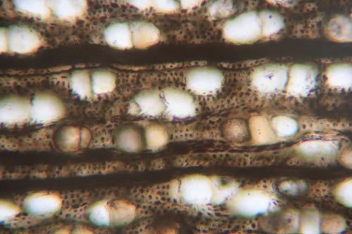 Madera fosilizada
De algún lugar de Texas, USA
FOV 1.17 mm
Madera fósil, fotografía bajo luz plana polarizada. (Autor: Vinoterapia)