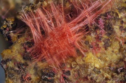 Cuprita (Var Calcotriquita)
Cole Mine (Cole shaft; Cole No. 3), Bisbee, Warren District, Mule Mts, Cochise Co., Arizona, USA.
Fov 2 mm. (Autor: Juan Miguel)