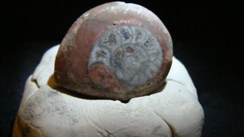 Ammonite
2.3cm x 1.9cm (Author: trtlman)