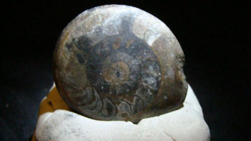 Ammonite
2.4cm x 1.8cm (Author: trtlman)