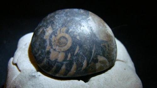 Ammonite
2.8cm x 2.9cm (Author: trtlman)