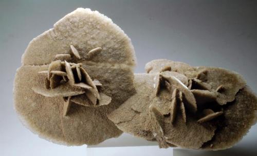 Yeso, var. rosa del desierto (de salina)
Municipio de Villa Ahumada - Chihuahua - México
150 x 80 x 45 mm (Autor: Joan Martinez Bruguera)