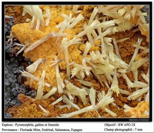 Piromorfita<br />Mina Florisa, Peña de la Sal, Casas de Monleón, Endrinal, Comarca Entresierras, Salamanca, Castilla y León, España<br />7 mm. ancho de campo<br /> (Autor: canada)