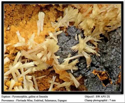 Piromorfita<br />Florisa Mine, Peña de la Sal, Casas de Monleón, Endrinal, Comarca Entresierras, Salamanca, Castile and León, Spain<br />7 mm. ancho de campo<br /> (Autor: canada)