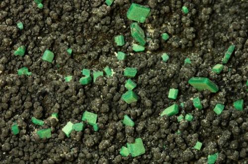 Torbernita.
Calo Soneira, Vimianzo, La Coruña, Galicia, España.
Cristal mayor de 2 mm. (Autor: Antonio Carmona)