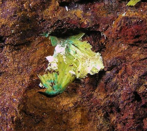 Sabugalita y Torbernita.
Mina El Lobo, La Haba, Badajoz, Extremadura.
7,5x3x3 cm.
Detalle pieza anterior. Col. y foto Nacho Gaspar. (Autor: Nacho)