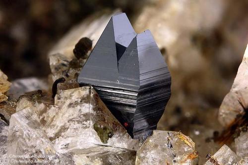 Anatase
Grieswies - Krumlkeeskopf area, Hüttwinkl valley, Rauris valley, Hohe Tauern, Salzburg, Austria
2.16 mm (Author: Matteo_Chinellato)