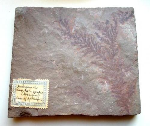 Hematite dendrites on shist ("Kulmschiefer")
Könitz, Saalfeld, Thuringia, Germany.
12,5 x 11,5 cm (Author: Andreas Gerstenberg)