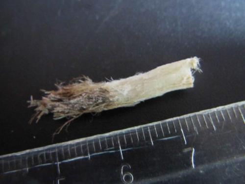Nemalita (variedad fibrosa de brucita)
Estrie, Québec, Canadá
2’5 x 0’5 cm. (Autor: prcantos)