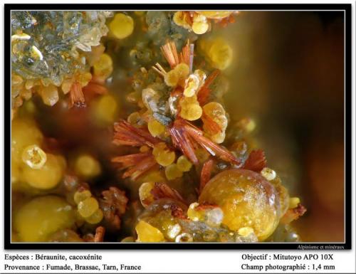 Beraunite, cacoxenite
Fumade, Castelnau-de-Brassac, Tarn, Midi-Pyrénées, France
fov 1.4 mm (Author: ploum)