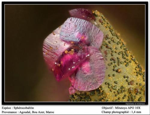 Spherocobaltite
Agoudal, Bou Azer, Tazenakht, Ouarzazate, Morocco
fov 1.4 mm (Author: ploum)