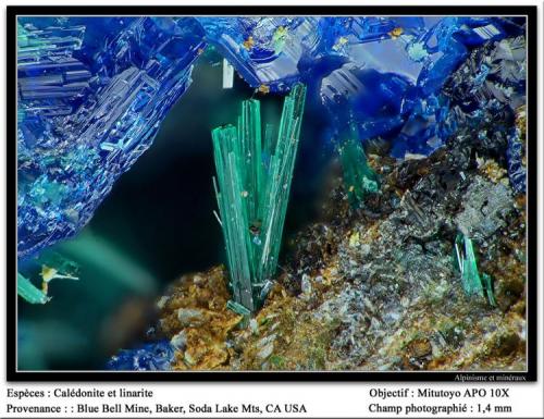 Caledonite (brochantite ?)
Blue Bell Mine, Baker, Soda Lake Mts, San Bernardino Co., California, USA
fov 1.4 mm (Author: ploum)