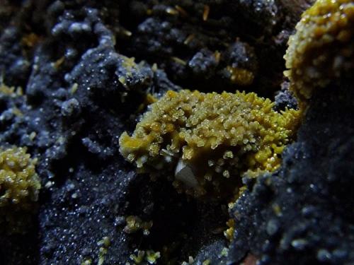 Pyromorphite on Campylite
Dry Gill Mine, Caldbeck Fells, Cumbria, England, UK.
FOV 20 x 15 mm approx (Author: nurbo)