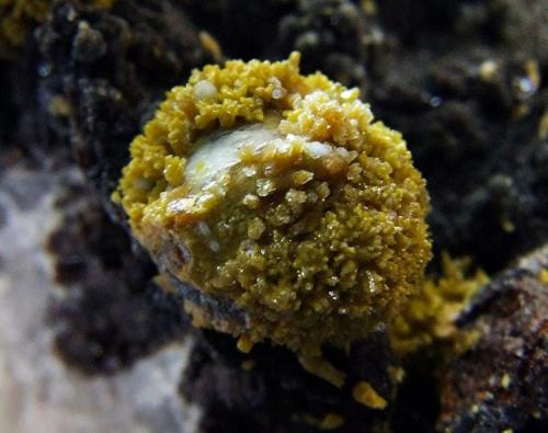 Pyromorphite on Campylite
Dry Gill Mine, Caldbeck Fells, Cumbria, England, UK.
Pyromorphite on Campylite 8 mm across (Author: nurbo)