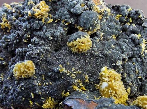 Pyromorphite on Campylite
Dry Gill Mine, Caldbeck Fells, Cumbria, England, UK.
FOV 30 x 25 mm approx (Author: nurbo)
